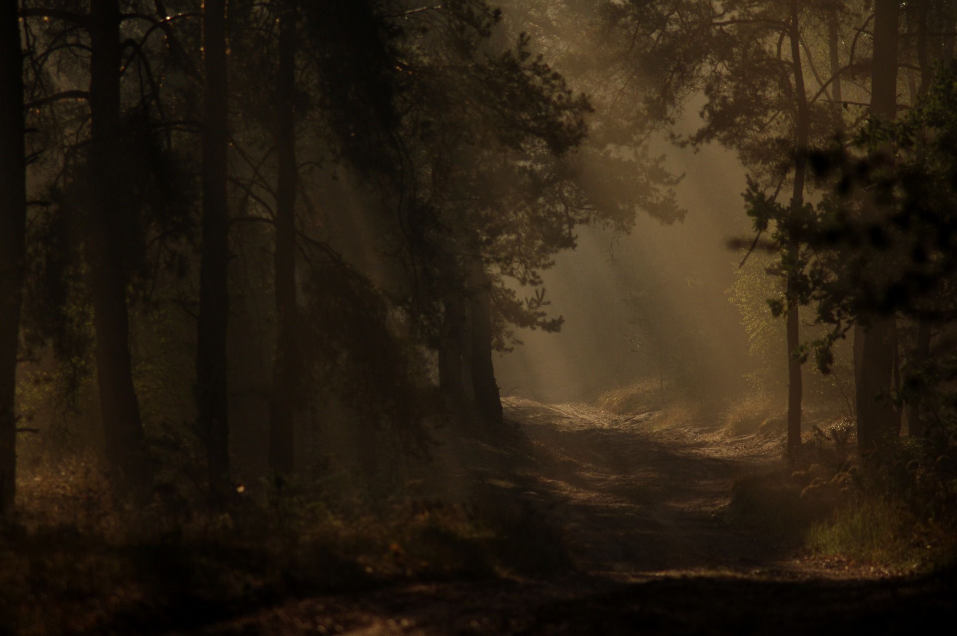 Amazing Dark Forest Background Wallpaper Hd - Love After Death , HD Wallpaper & Backgrounds