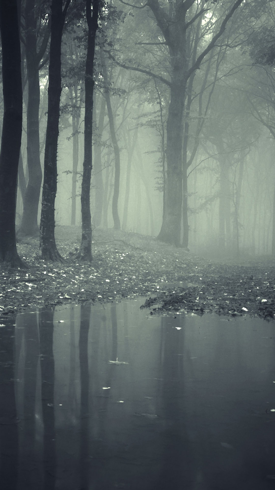 Dark Forest Hd Desktop Wallpaper - Dark Forest Wallpaper Android , HD Wallpaper & Backgrounds