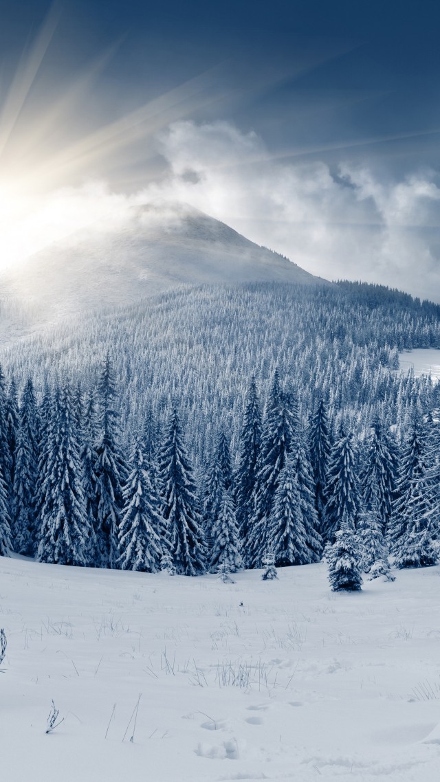 Wallpaper Winter Forest, 5k, 4k Wallpaper, Mountain, - Snowy Forest Background Free , HD Wallpaper & Backgrounds