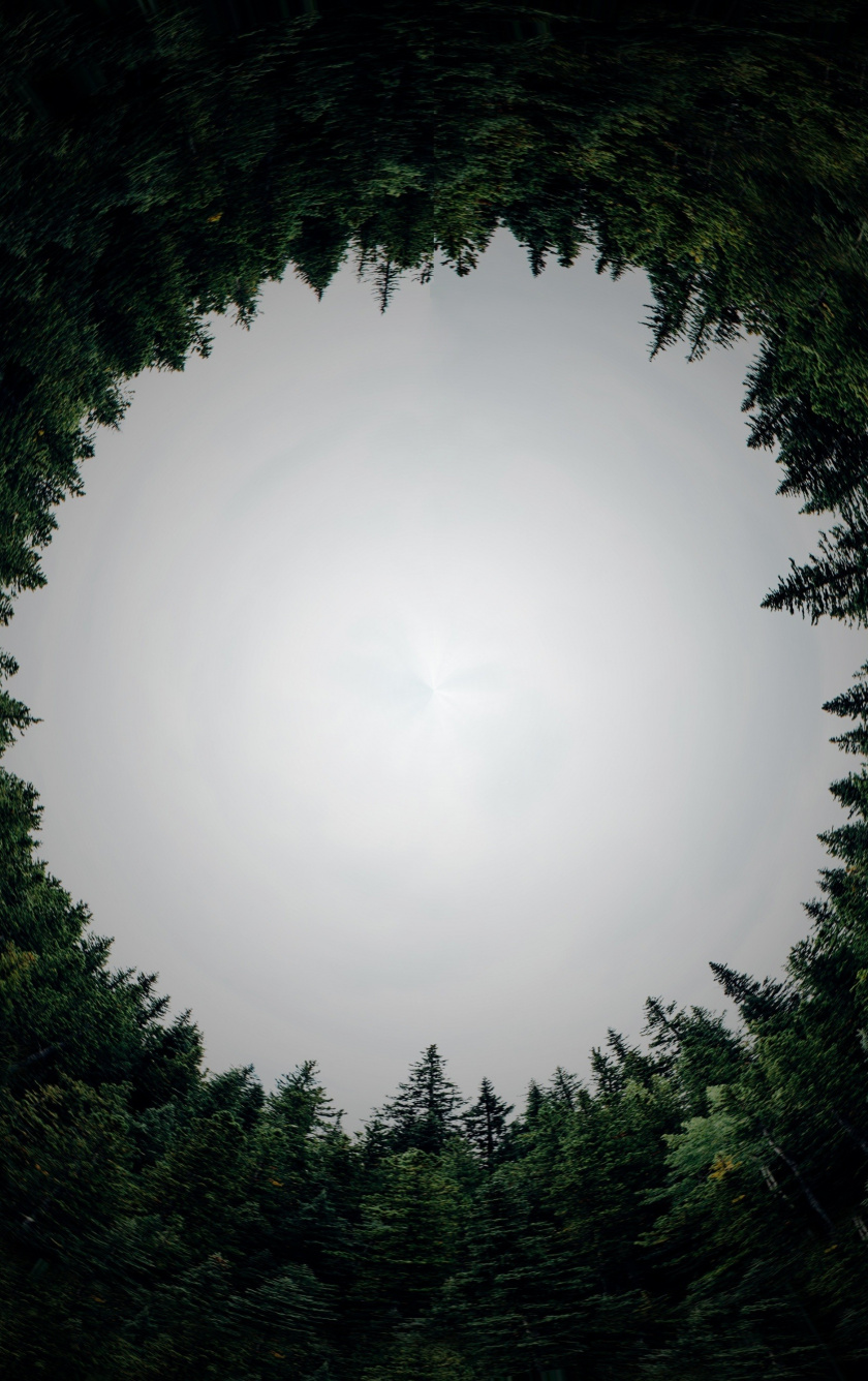 Wallpaper Circle, Forest, Trees - Poetry , HD Wallpaper & Backgrounds