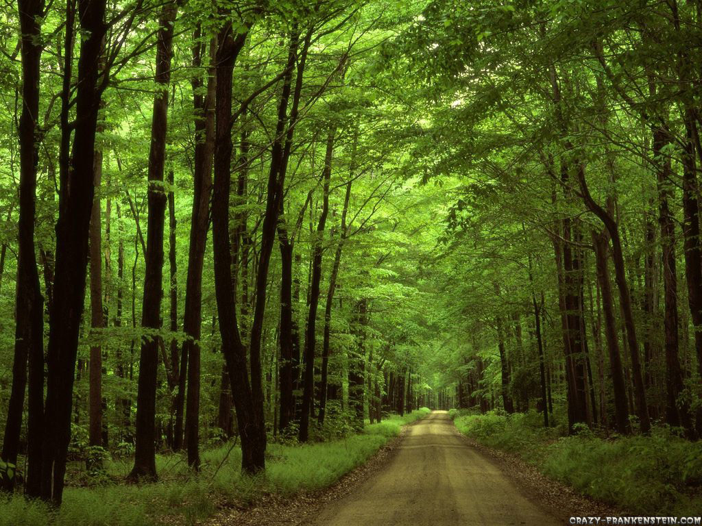 Forest Wallpaper Phone - Woods In North Carolina , HD Wallpaper & Backgrounds