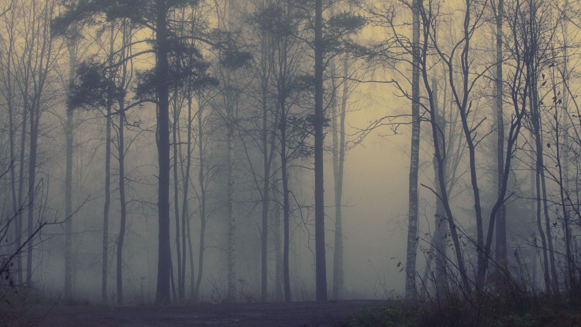 Foggy Forest Wallpaper Free - Foggy Forest Background , HD Wallpaper & Backgrounds