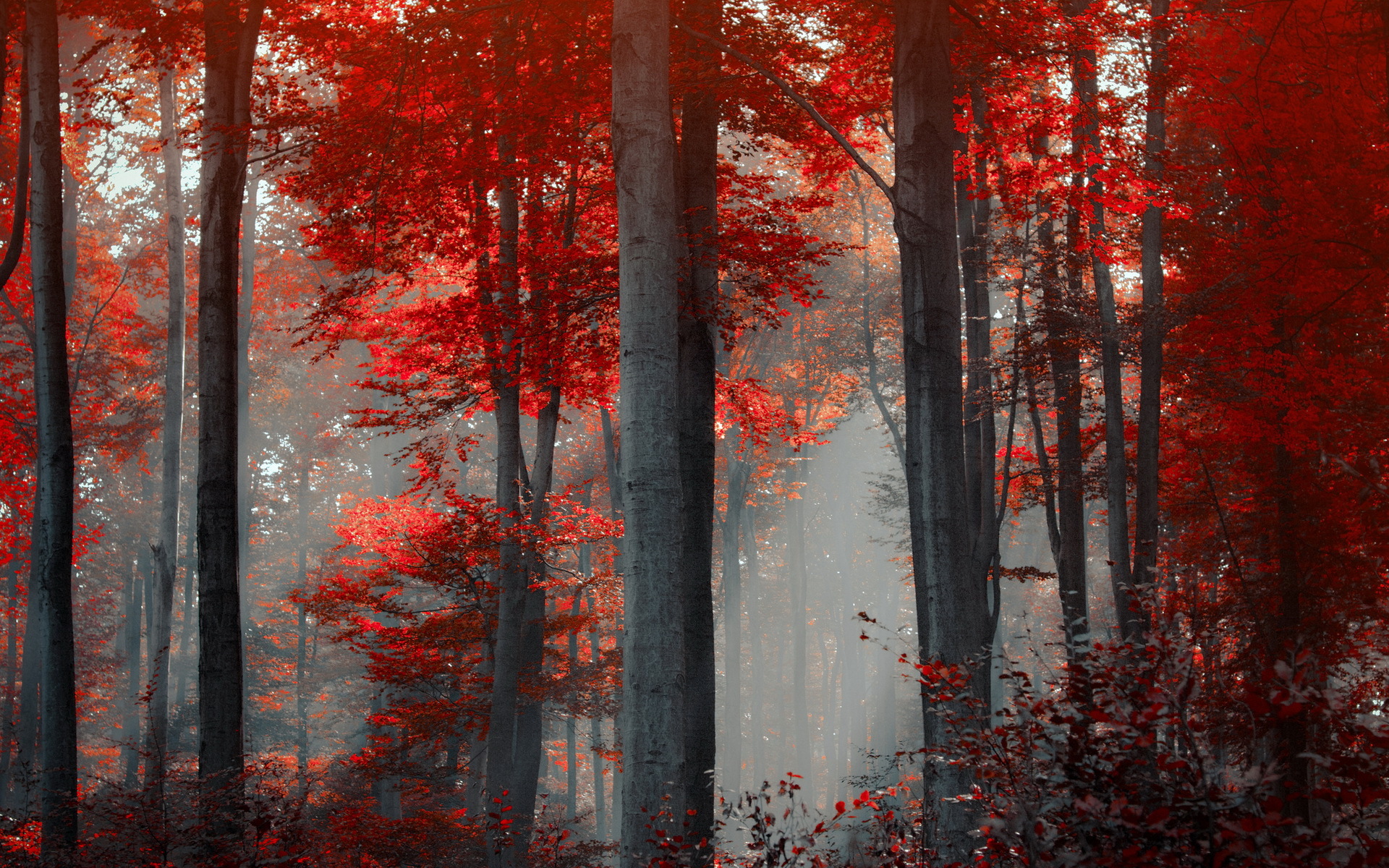 Red Forest In Russia , HD Wallpaper & Backgrounds
