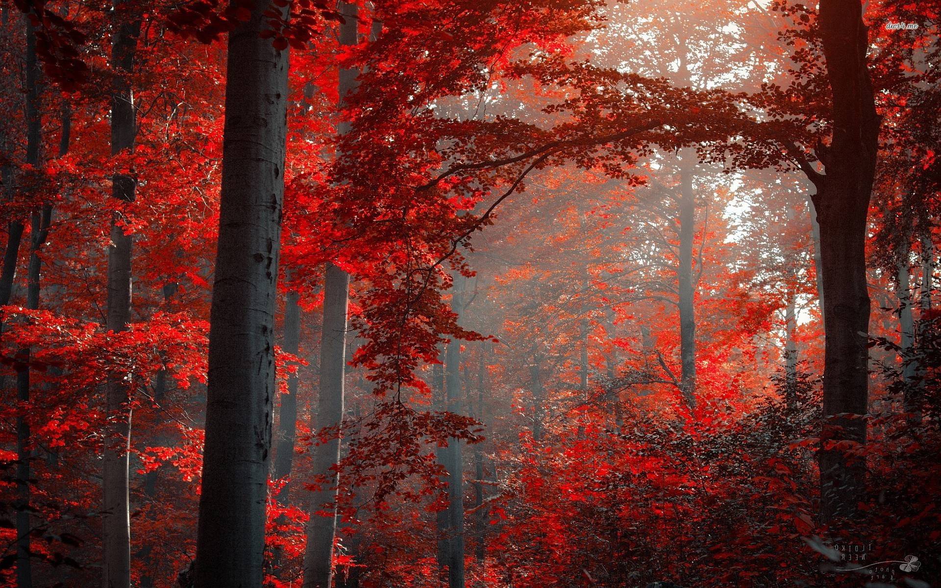 Red And Black Forest , HD Wallpaper & Backgrounds