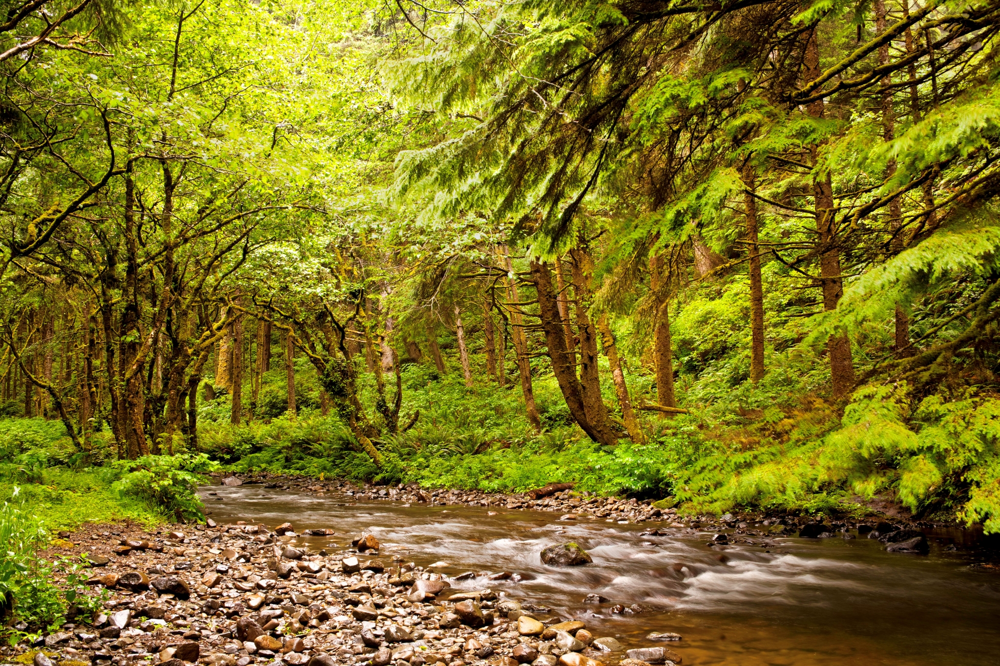 Forest Wallpaper Free Download - Oregon South Coast Forest , HD Wallpaper & Backgrounds