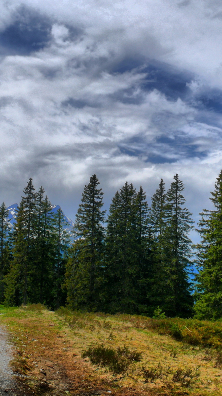 Tree, Cloud, Forest, Video, Spruce Hd Wallpaper For - Bosques Desde El Cielo , HD Wallpaper & Backgrounds