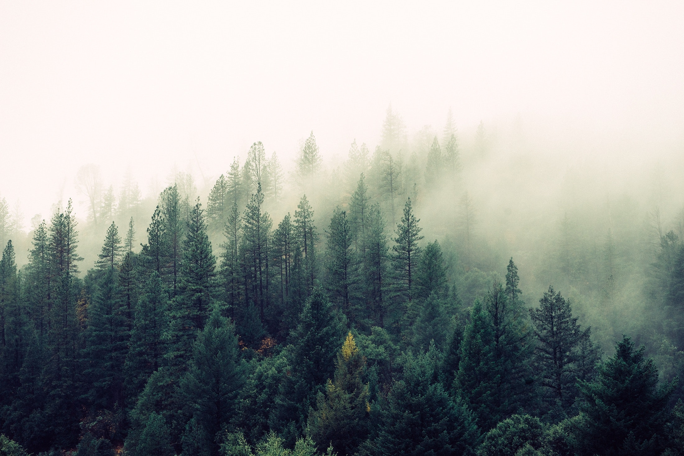 Forest For Double Exposure , HD Wallpaper & Backgrounds