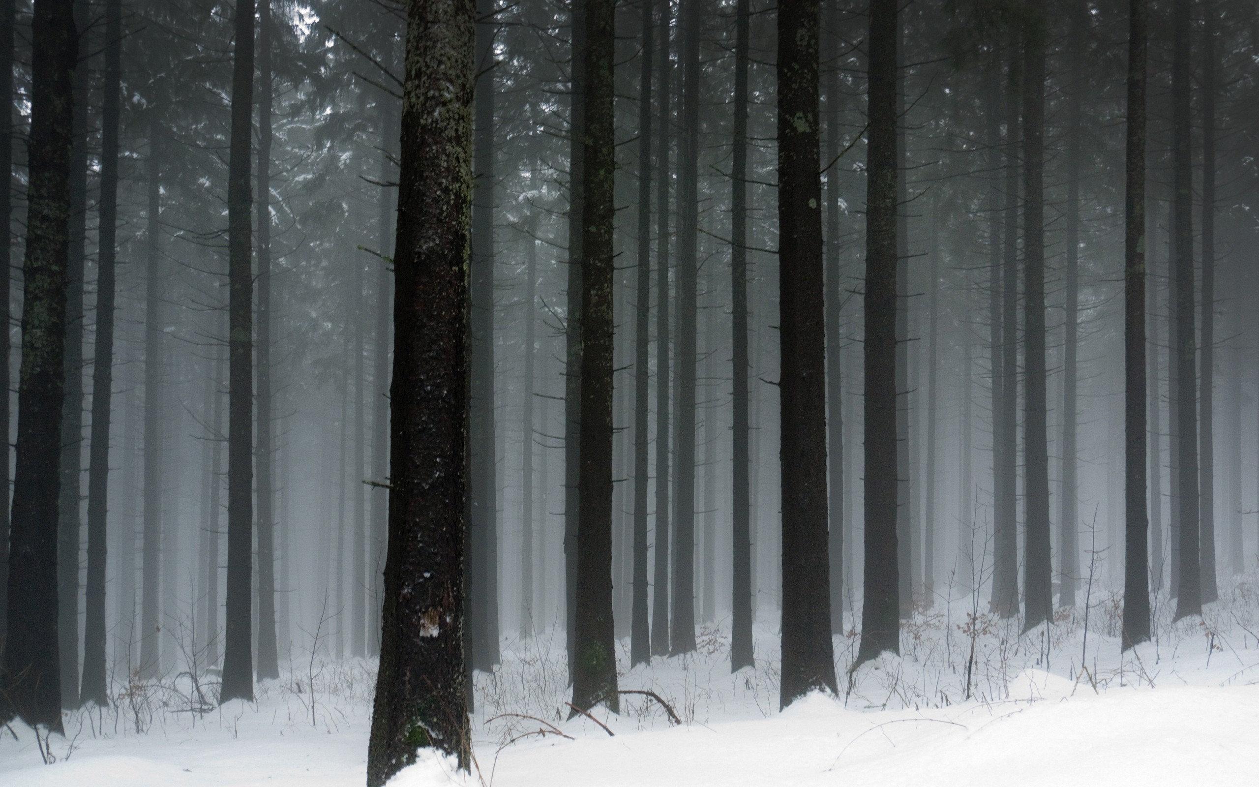 Forest - Dark Snowy Forest Background , HD Wallpaper & Backgrounds