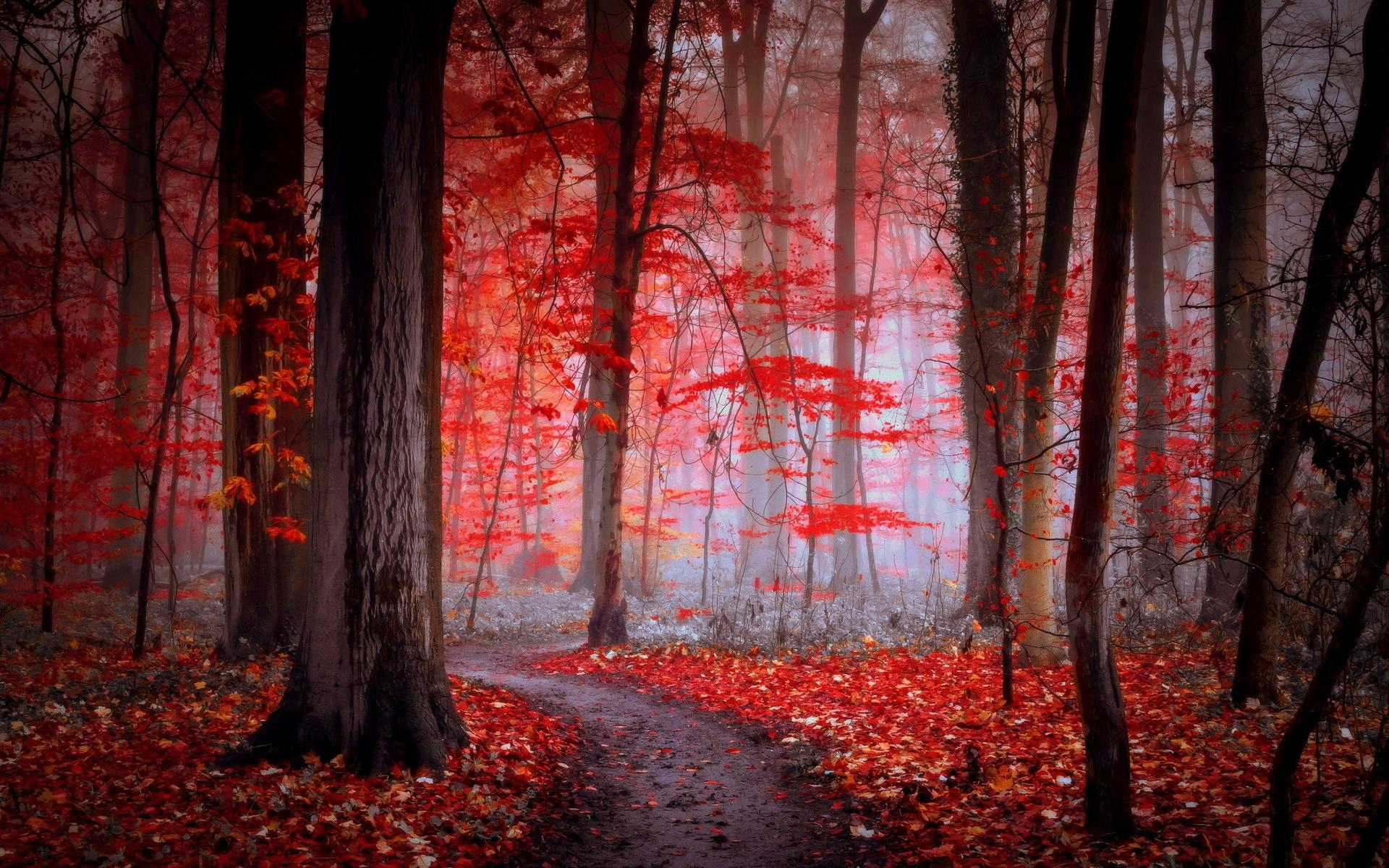 Path In The Red Forest - Roblox Gfx Holding Guns , HD Wallpaper & Backgrounds