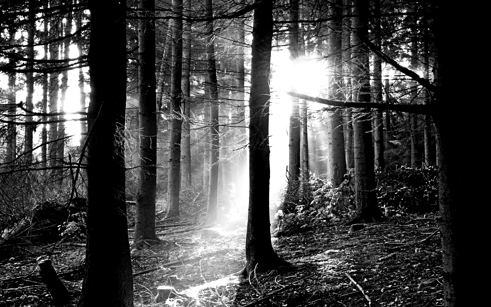 Black And White Forest Hd Wallpaper - Black And White Wallpaper Nature , HD Wallpaper & Backgrounds