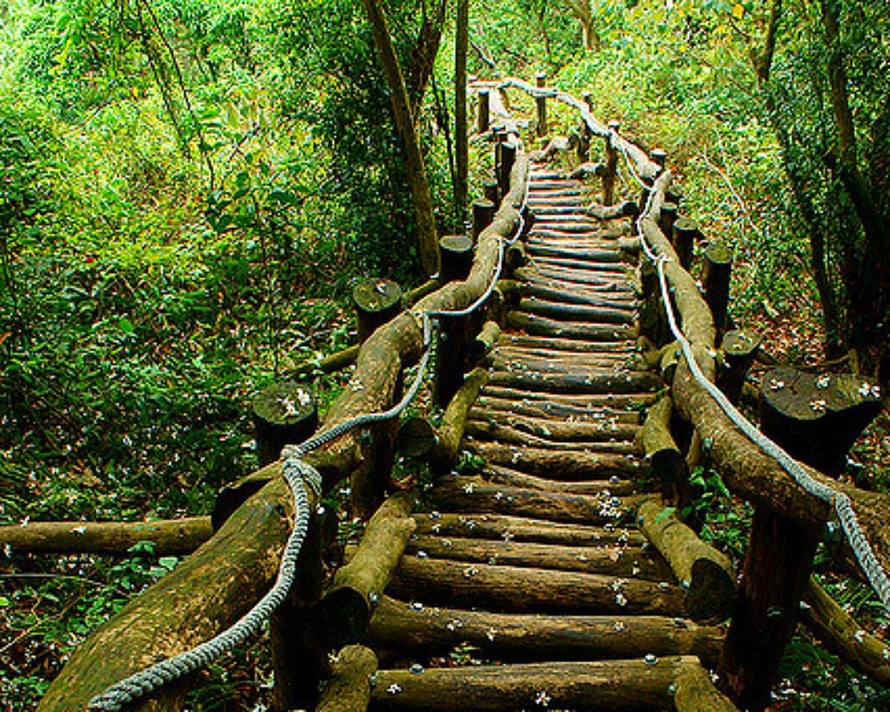 Stunning Forest Hd Wallpaper - Enchanted Forest Forest Path , HD Wallpaper & Backgrounds