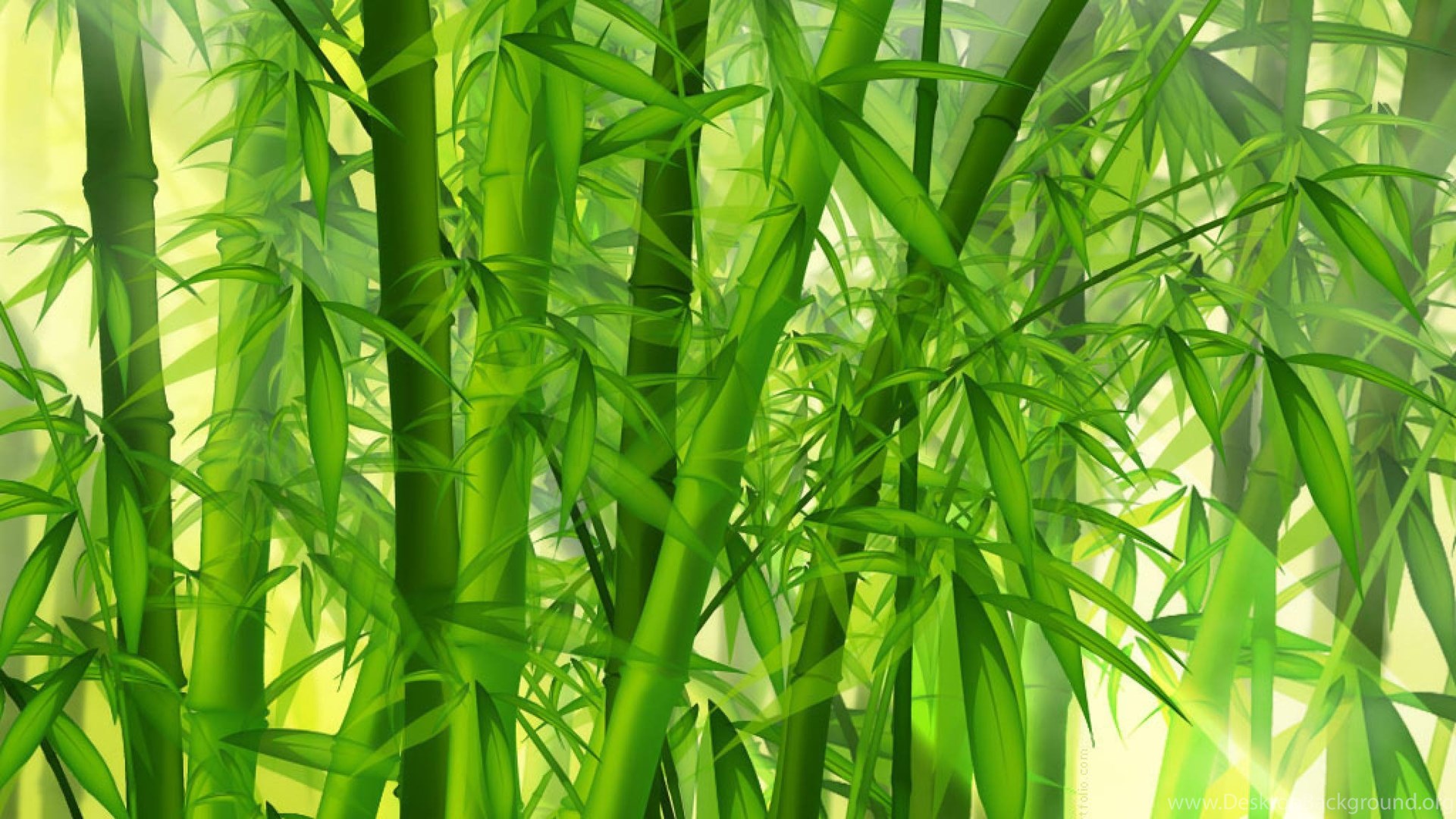 Popular - Bamboo Hd , HD Wallpaper & Backgrounds