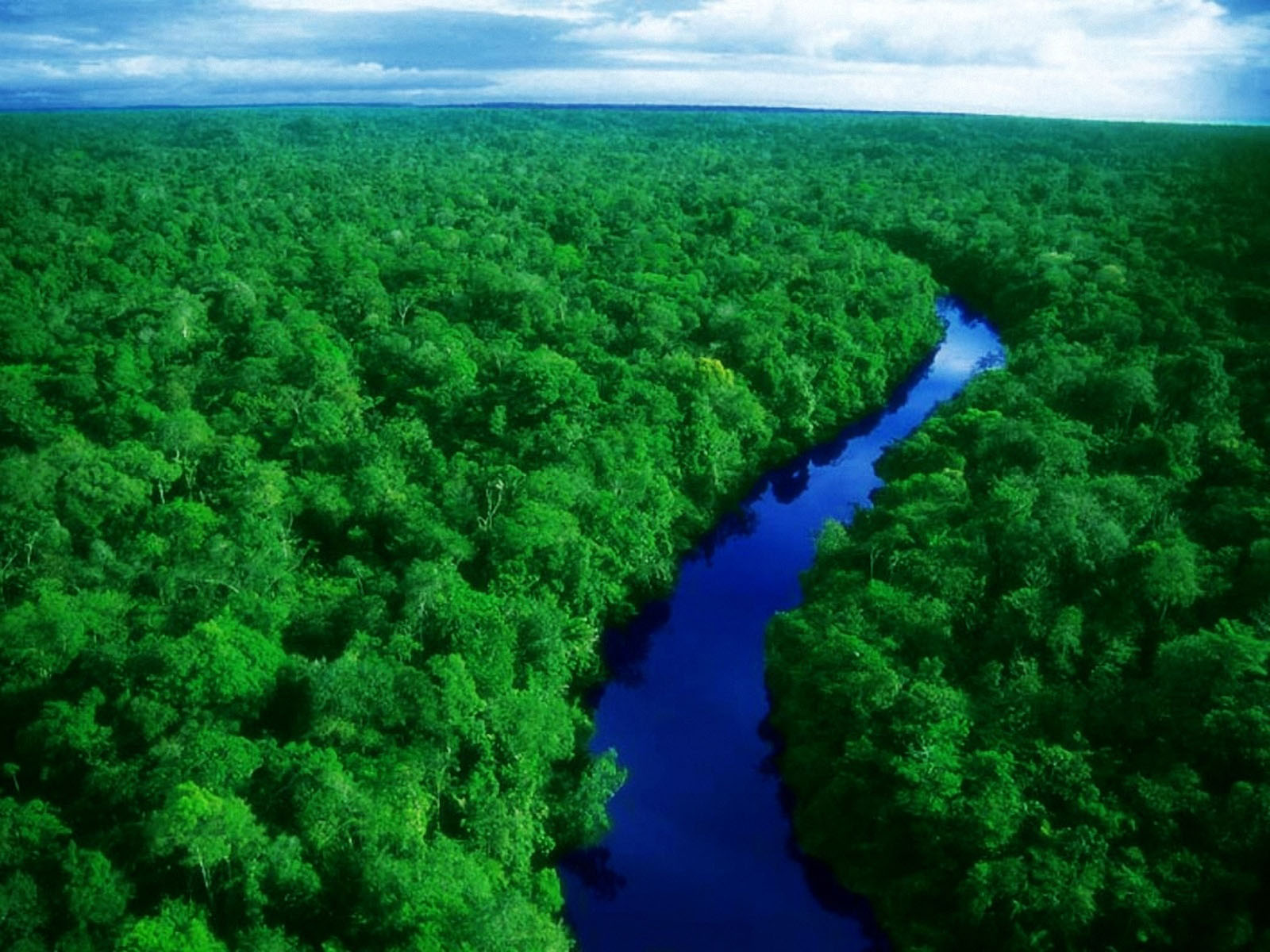 Download 1 File - Dense Forest Of Africa , HD Wallpaper & Backgrounds