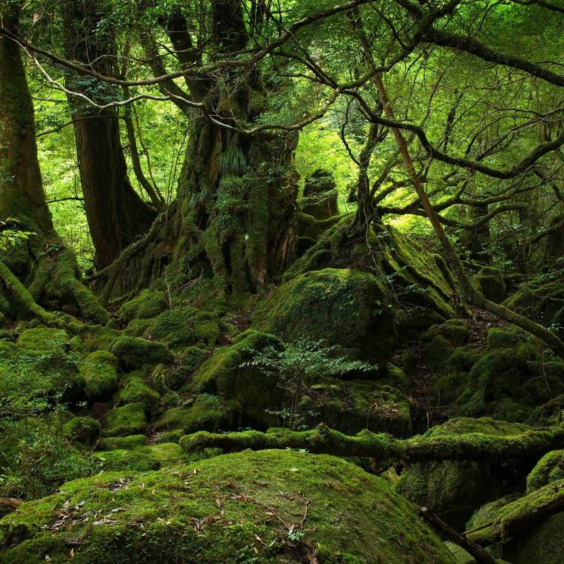 10 Top Forest Wallpaper Full Hd Full Hd 1080p For Pc - Yakushima , HD Wallpaper & Backgrounds
