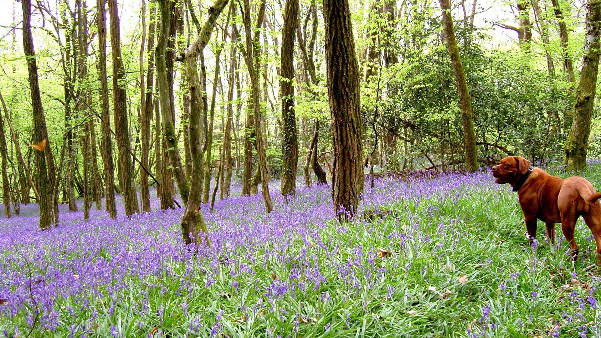 Bluebells Forests Woods Flowers Nature Dogs Forest - Longdog , HD Wallpaper & Backgrounds