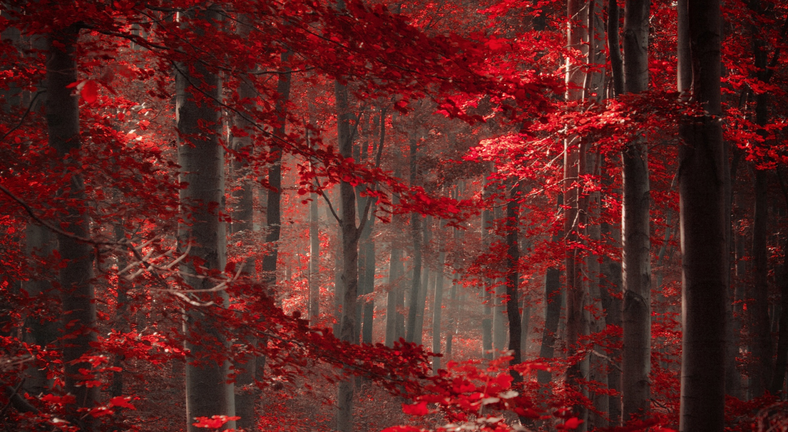 Enchanted Forest Wallpaper - Enchanted Forest Forest Hd , HD Wallpaper & Backgrounds