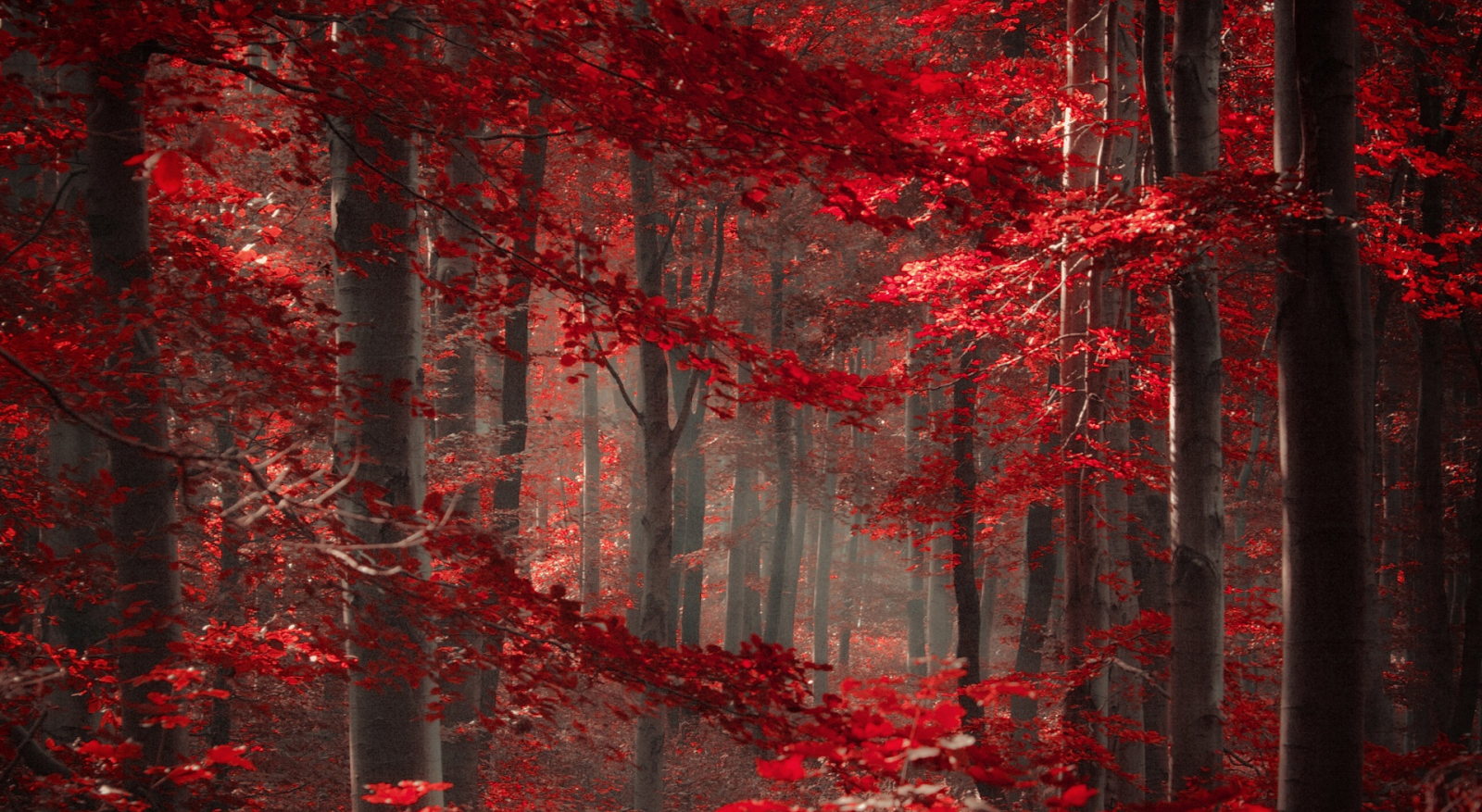 Enchanted Forest Wallpaper Enchanted Forest Forest Hd Hd Wallpaper Backgrounds Download Enchanted Forest Wallpaper Enchanted Forest Forest Hd Hd Wallpaper Backgrounds Download