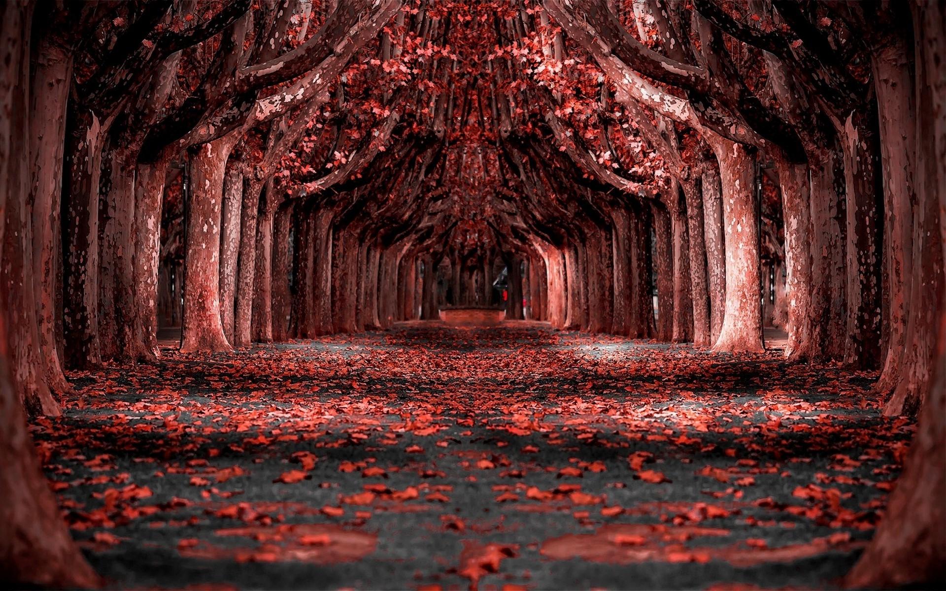Red Forest Wallpaper - Red Forest Background , HD Wallpaper & Backgrounds