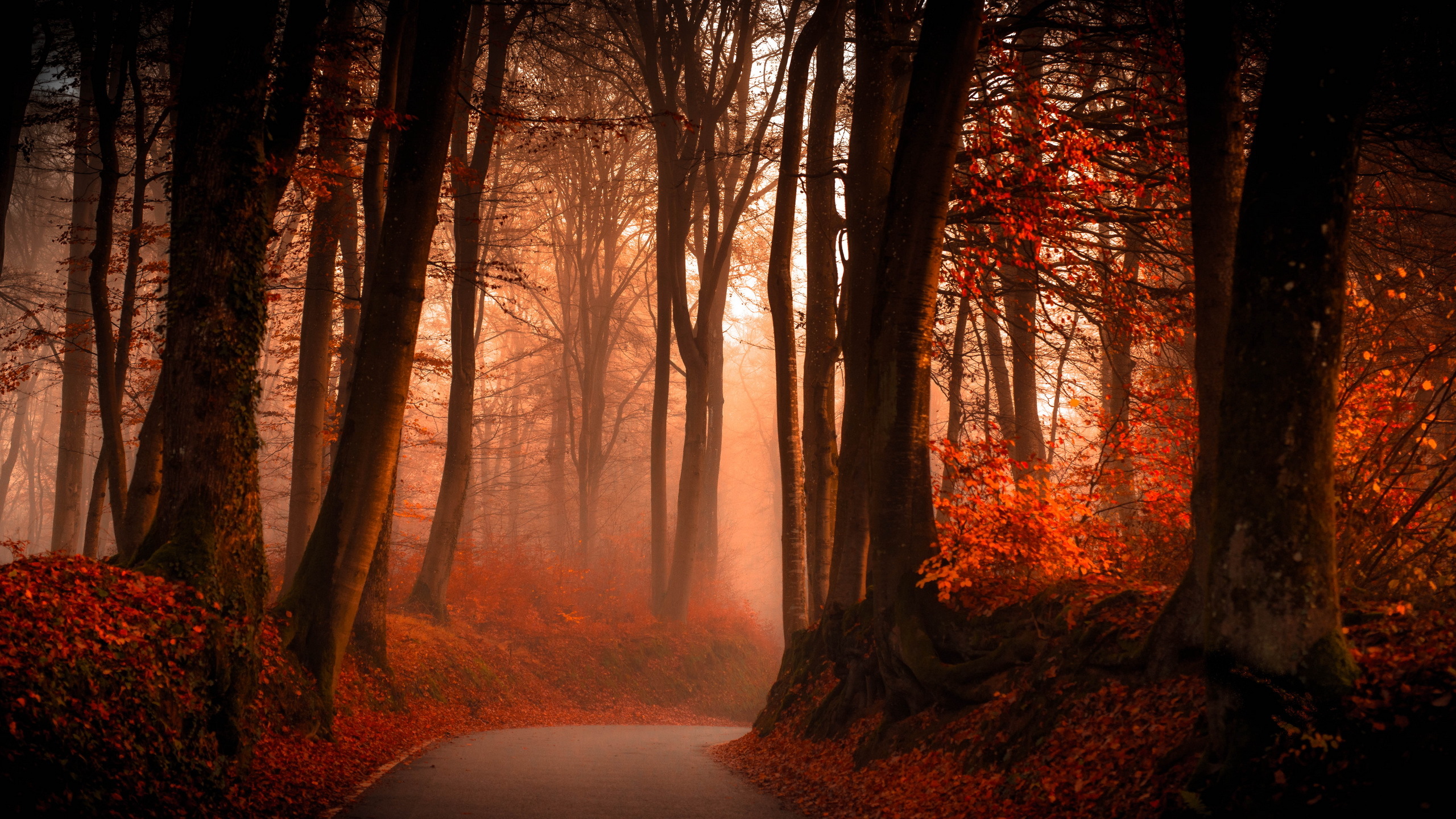 Wallpaper Red Forest In Autumn - Autumn Hd , HD Wallpaper & Backgrounds