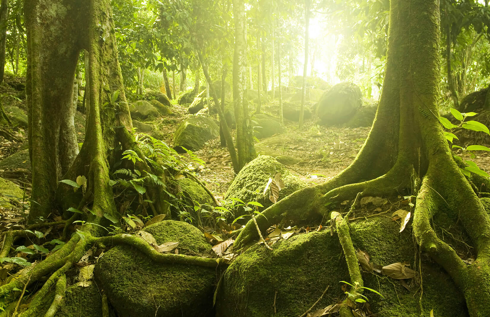 Green Jungle , HD Wallpaper & Backgrounds