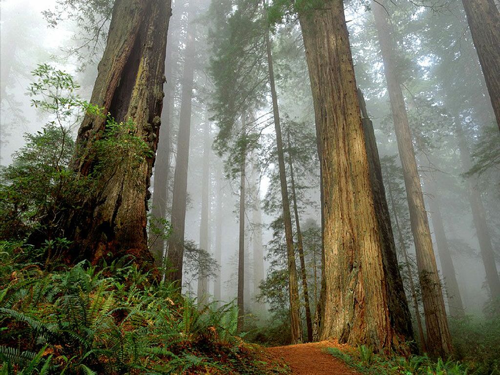 Redwood Forest Wallpaper Cool Hd Wallpapers Red Woods - Piazza Dei Miracoli , HD Wallpaper & Backgrounds