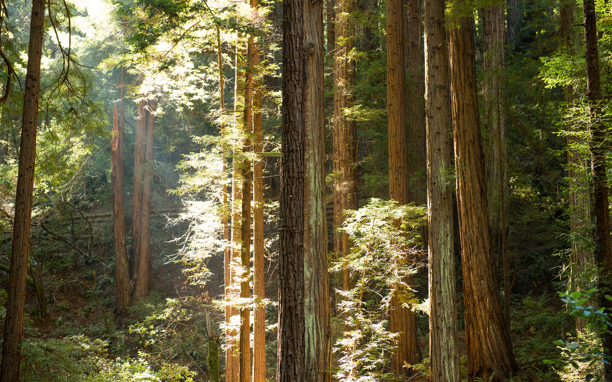 Yosemite Sunlight Redwood Forest Trees Sunbeam Light , HD Wallpaper & Backgrounds