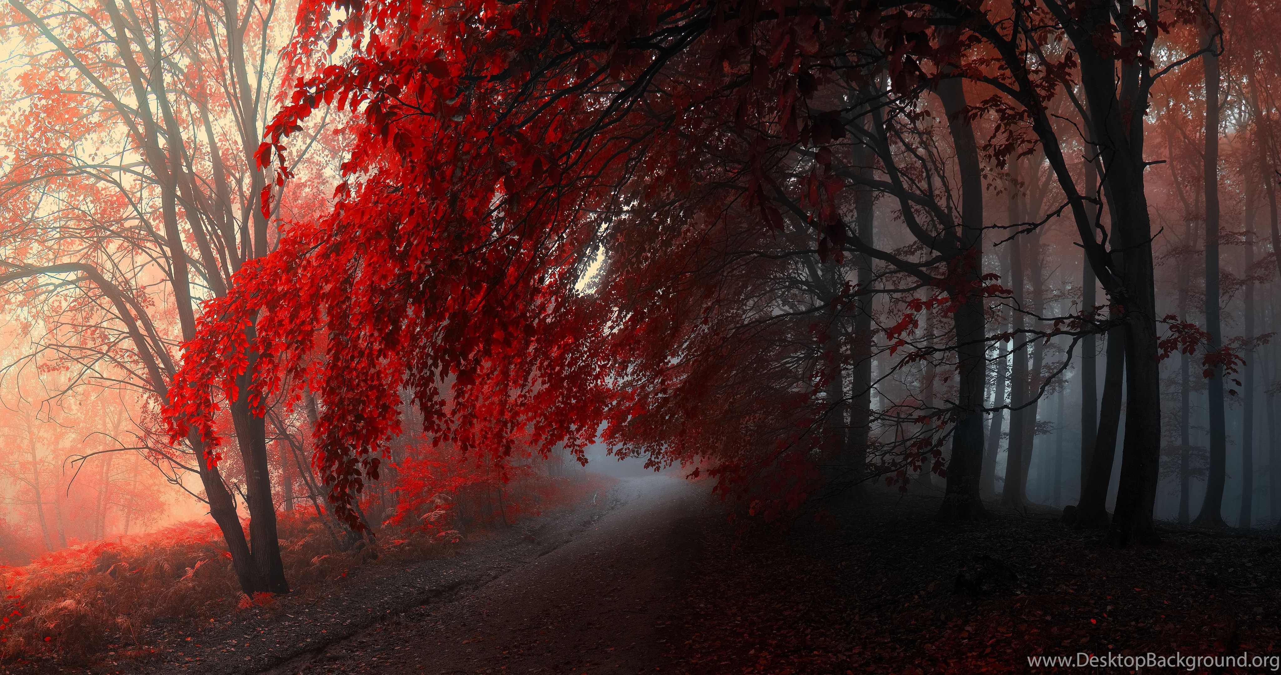 Autumn Red Forest Hd Wallpaper - Islam Quotes About Revenge , HD Wallpaper & Backgrounds