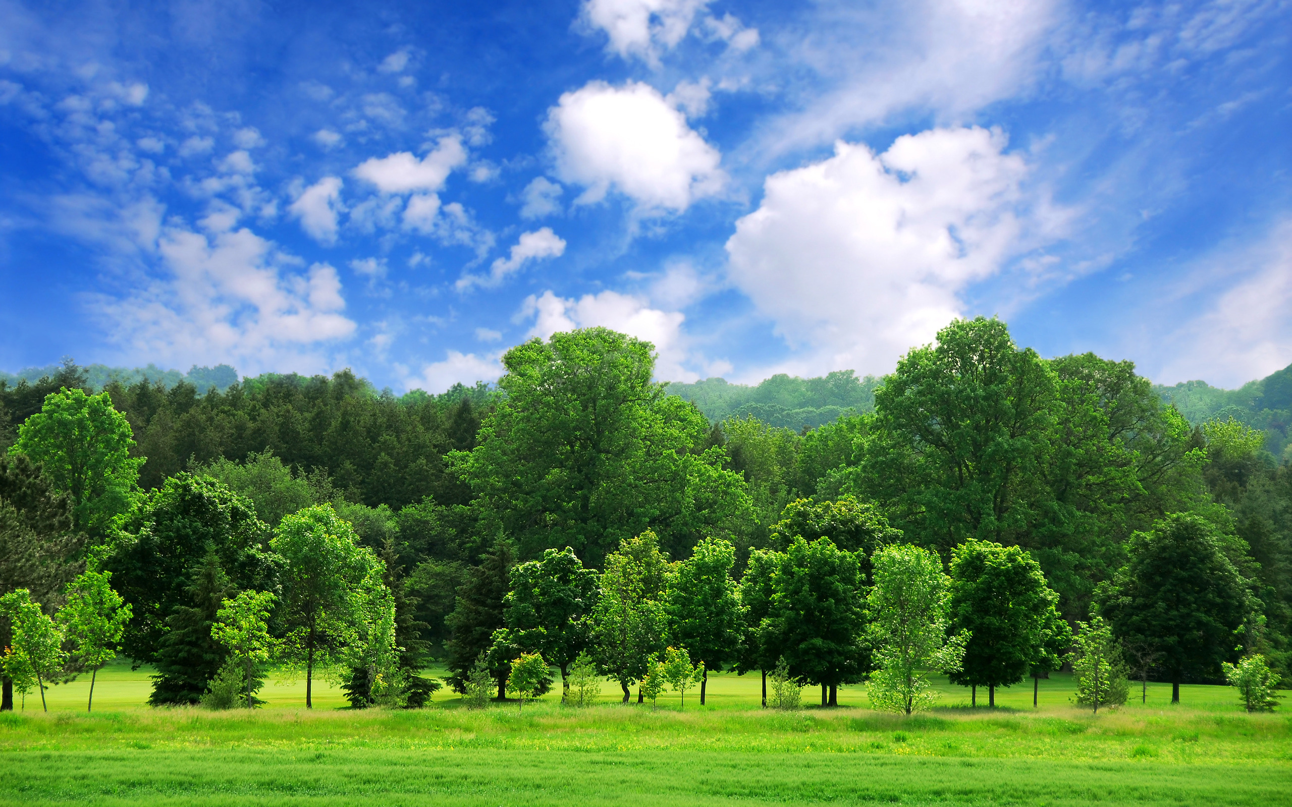 Forest Hd Wallpaper - Trees And Sky Background Hd , HD Wallpaper & Backgrounds