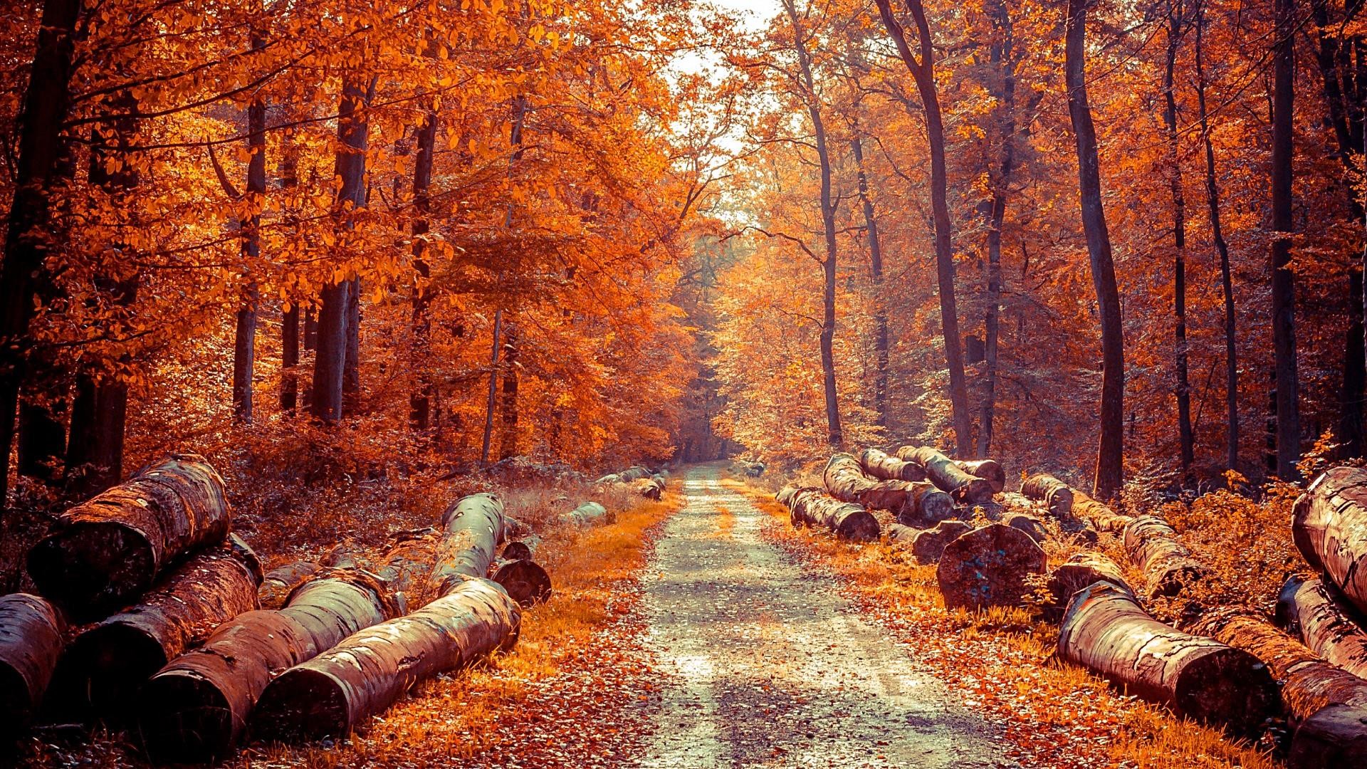 Red Autumn Forest - New Manipulation Nature Background , HD Wallpaper & Backgrounds