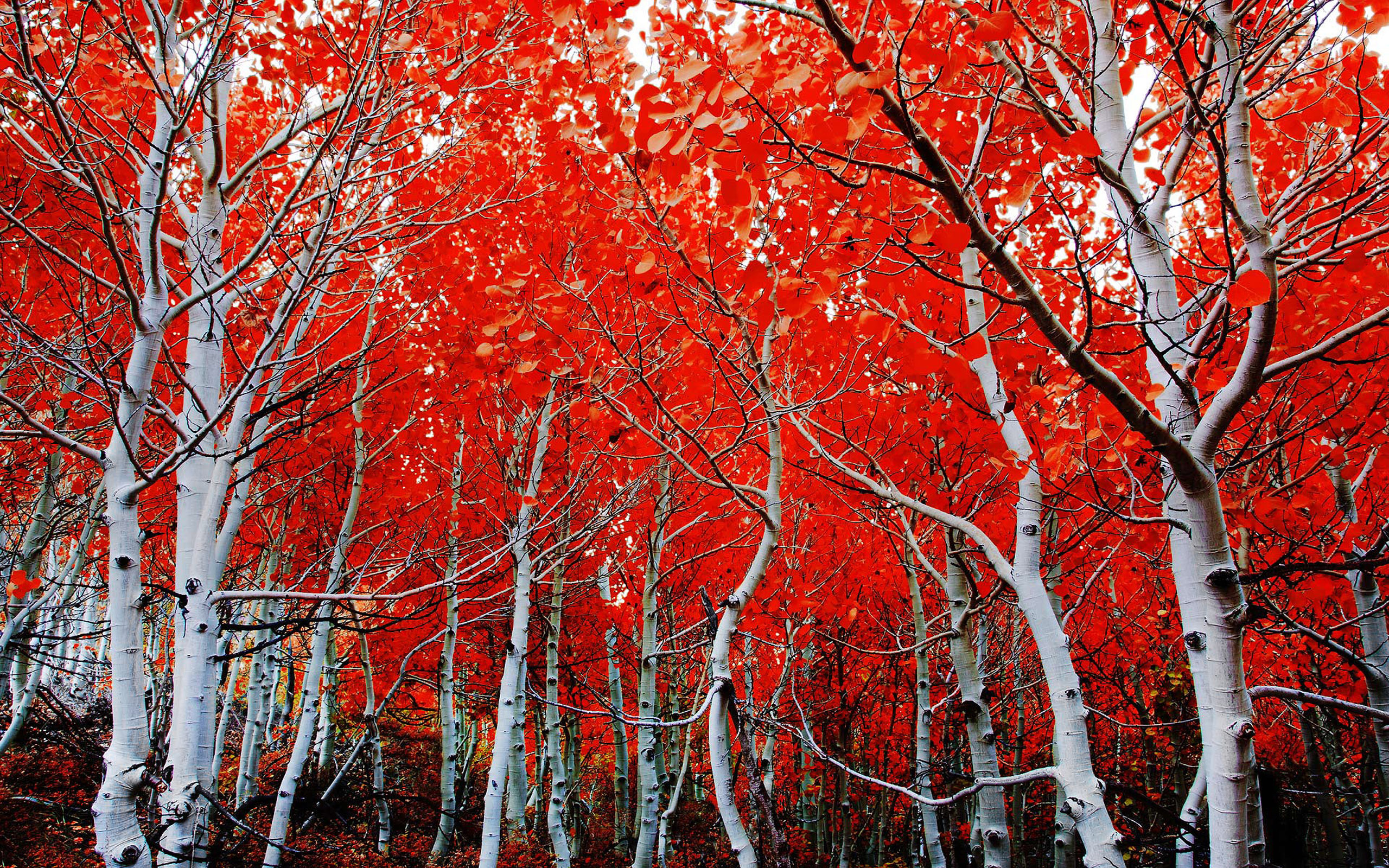 Forest, Red Tree, Fall, Birch - White Bark Tree Red Leaves , HD Wallpaper & Backgrounds