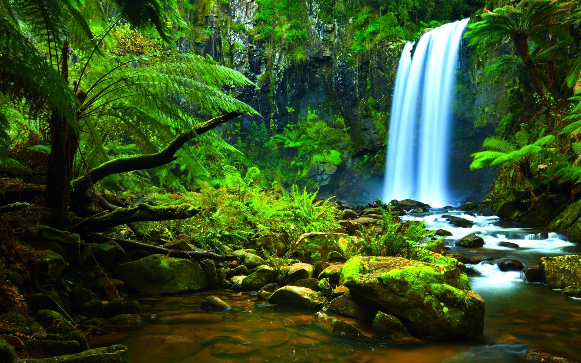 Amazon Jungle Hd Wallpapers Free Download Unique Hd , HD Wallpaper & Backgrounds