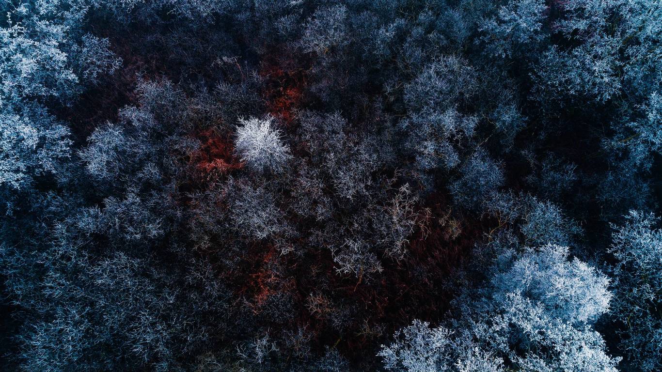 The Red Ice Forest Po - Forest Top Wallpaper 4k , HD Wallpaper & Backgrounds