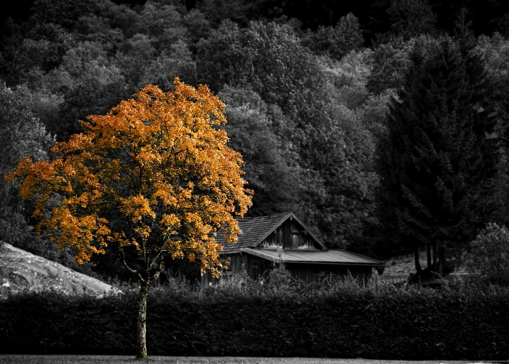 Black And White Autumn , HD Wallpaper & Backgrounds