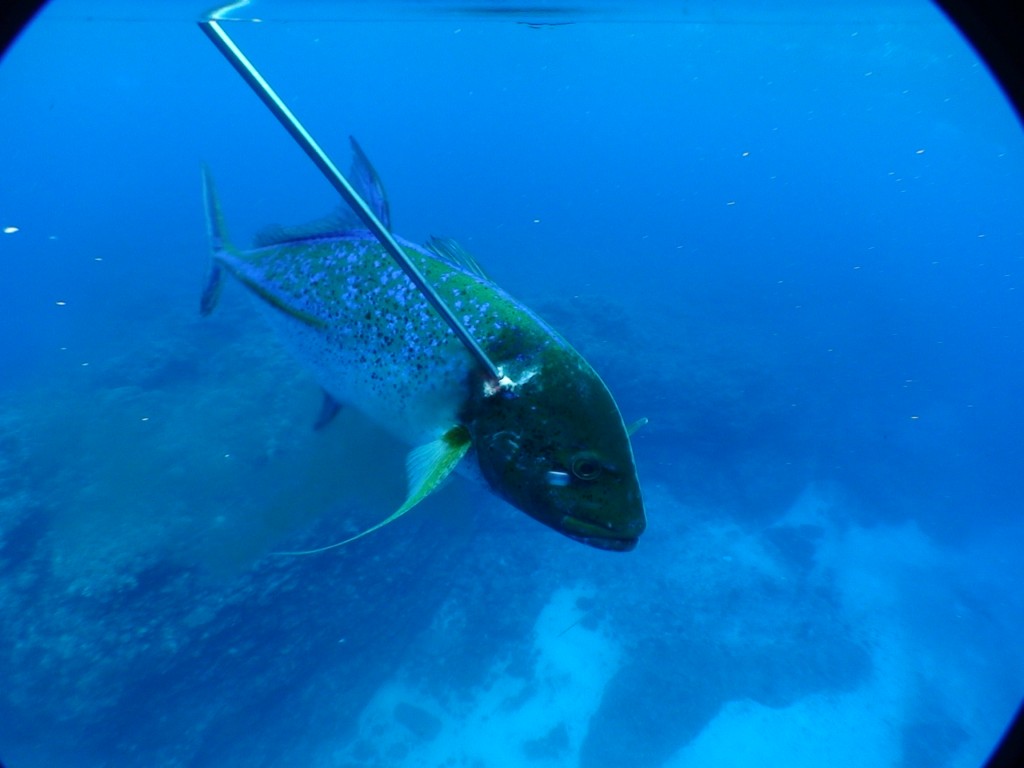Omilu - Micronesia Spearfishing , HD Wallpaper & Backgrounds