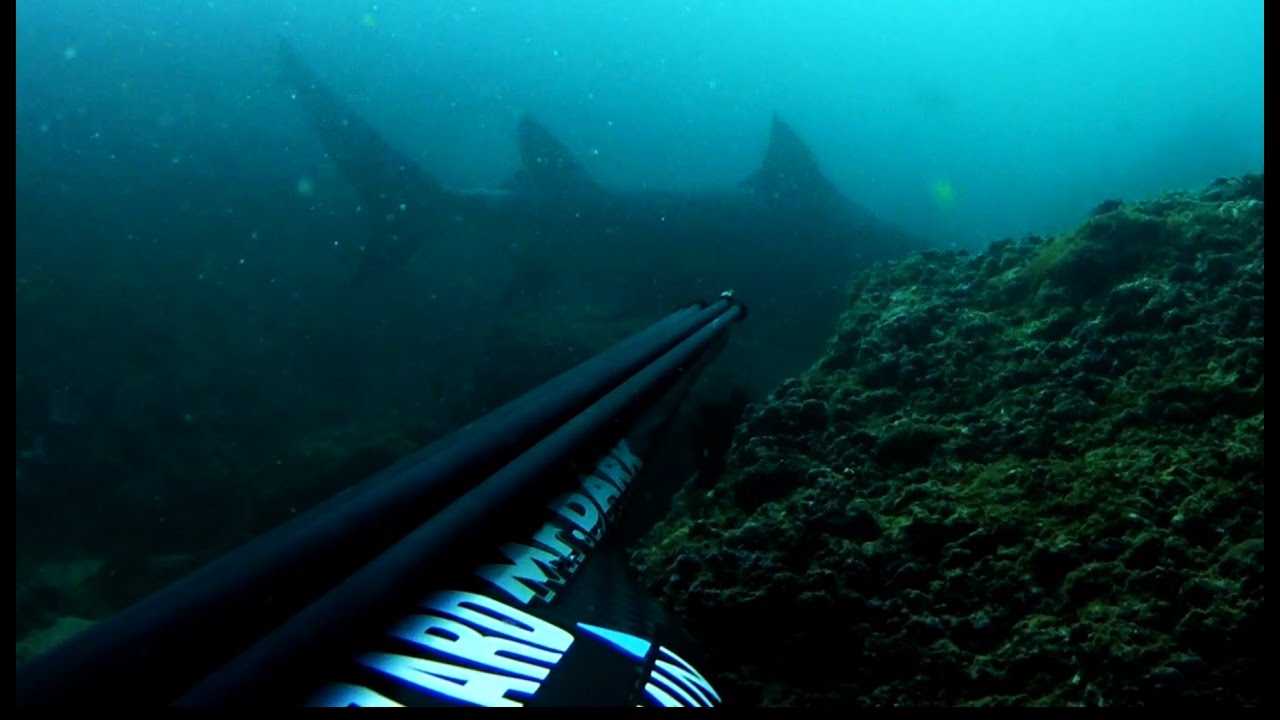 Bull Shark Encounter - Underwater , HD Wallpaper & Backgrounds