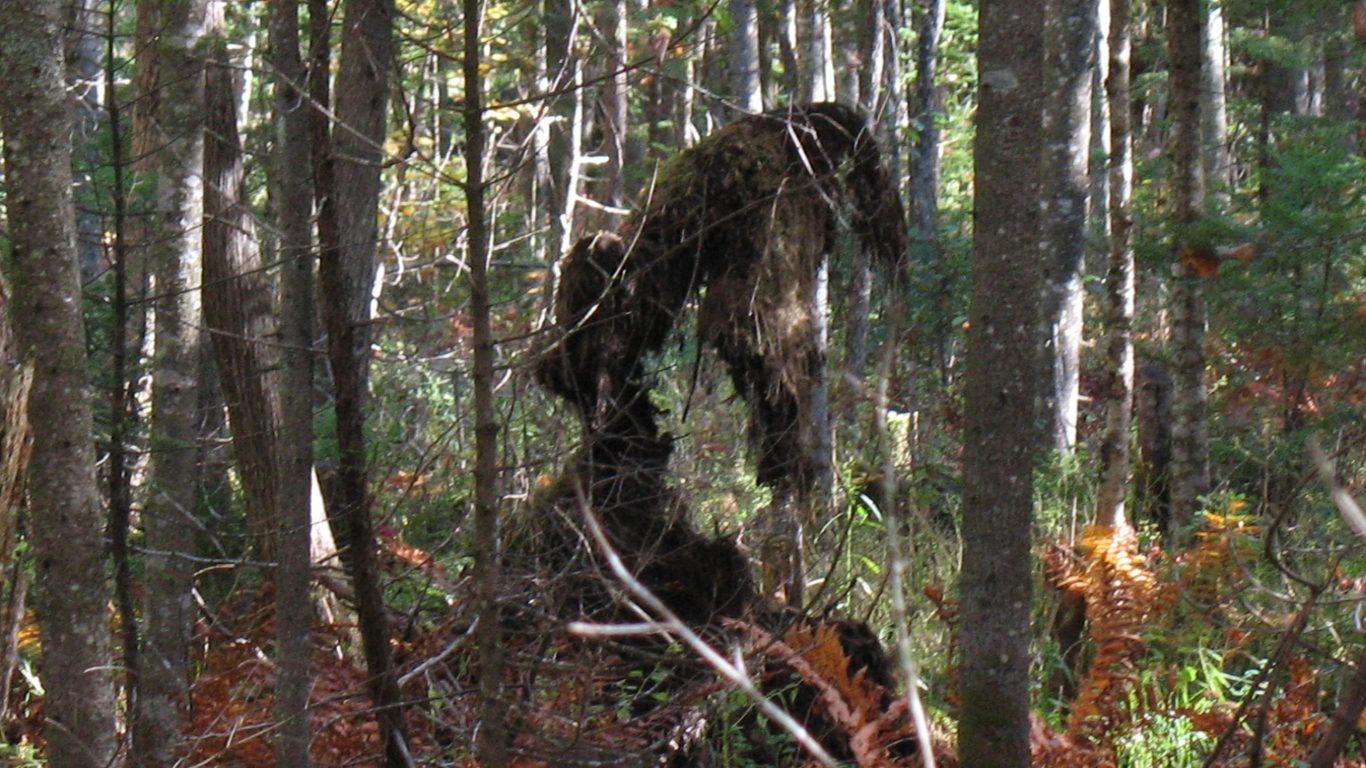 Tree Spooky Woods Forest Imaginary Desktop Wallpaper - Old-growth Forest , HD Wallpaper & Backgrounds