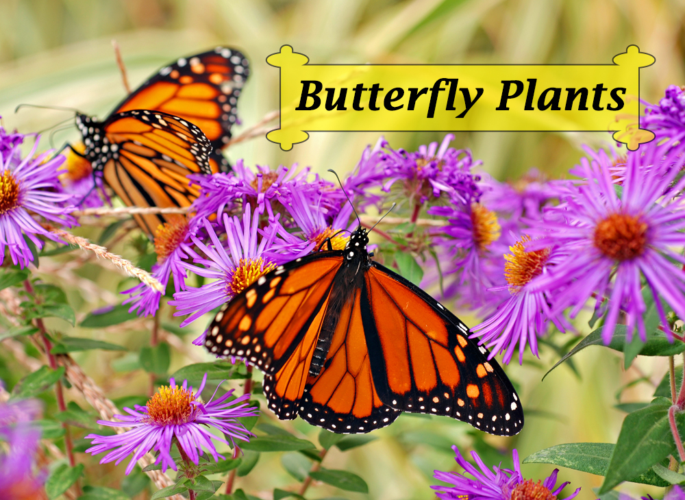 Monarch Butterfly Flowers , HD Wallpaper & Backgrounds