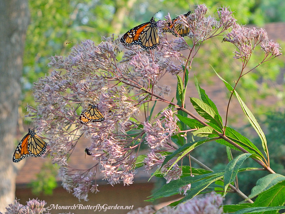Monarch Butterflies Swarm Joe Pye Weed In Late Summer, - Monarch Butterfly , HD Wallpaper & Backgrounds
