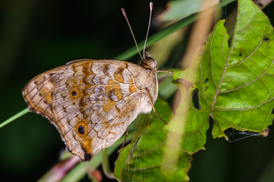 Close-up Of Butterfly On Leaf - Pyronia , HD Wallpaper & Backgrounds