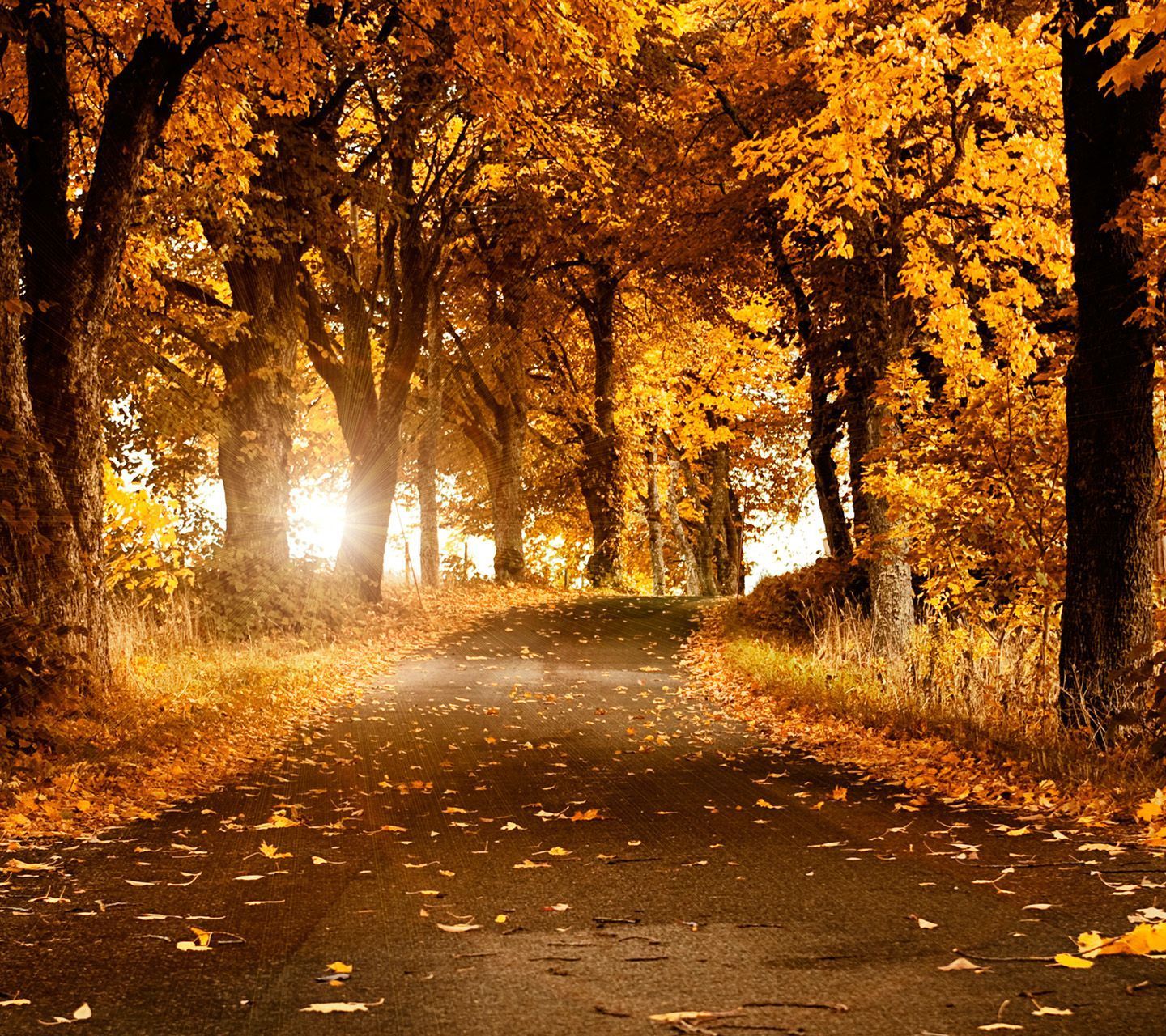 High Resolution Autumn Computer Background , HD Wallpaper & Backgrounds