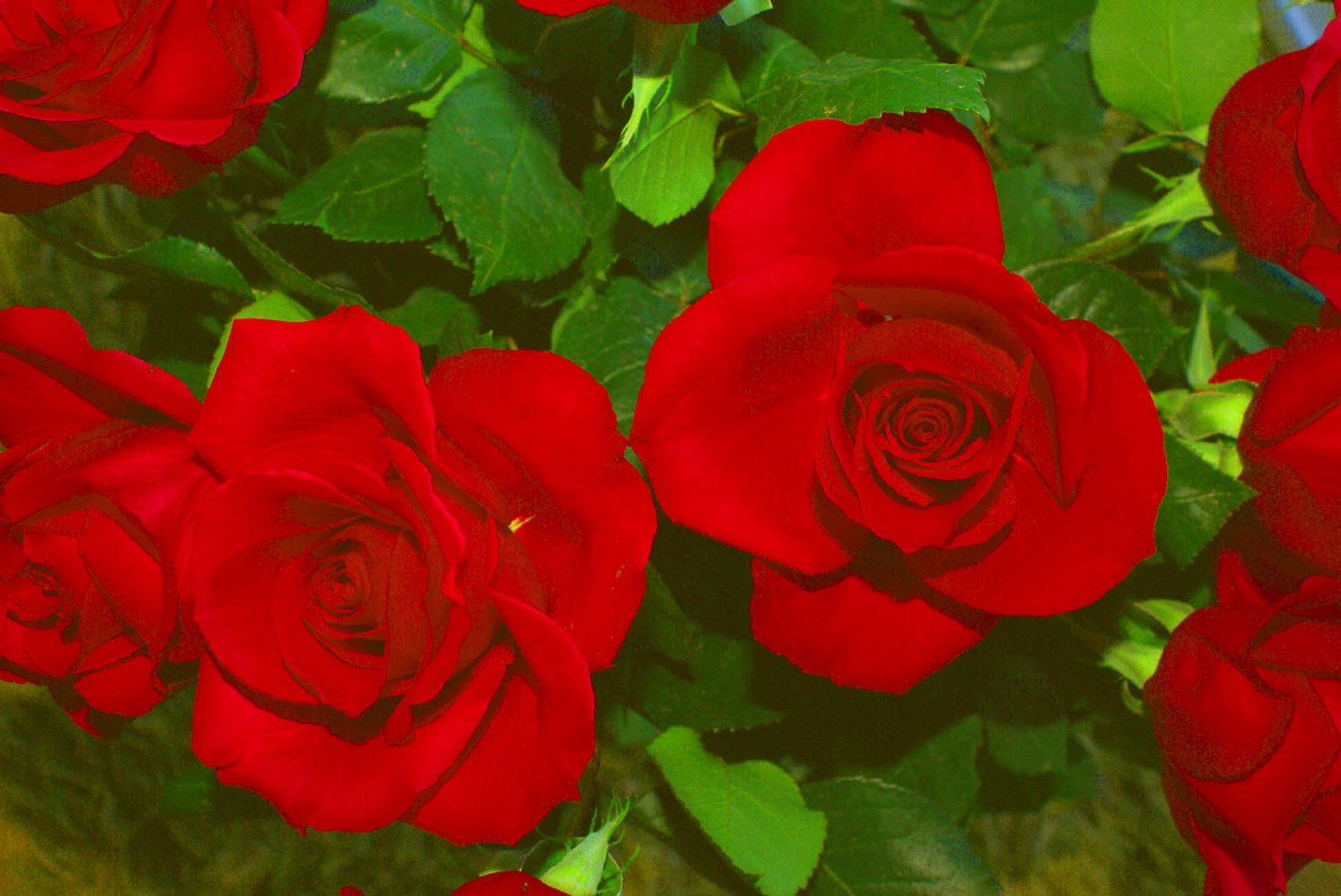 Red Roses Flowers Romantic Flower Wallpapers Iphone - Garden Roses , HD Wallpaper & Backgrounds