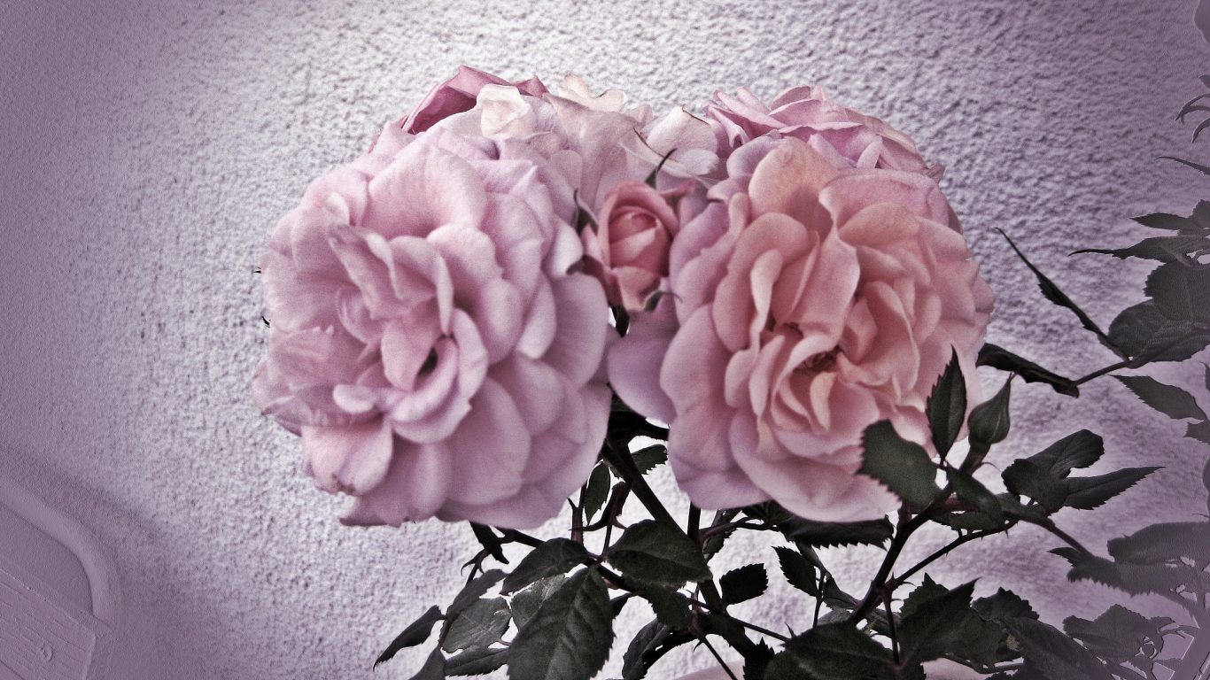Rose Mother Romantic Flowers Calming Beautiful Pink - Hybrid Tea Rose , HD Wallpaper & Backgrounds