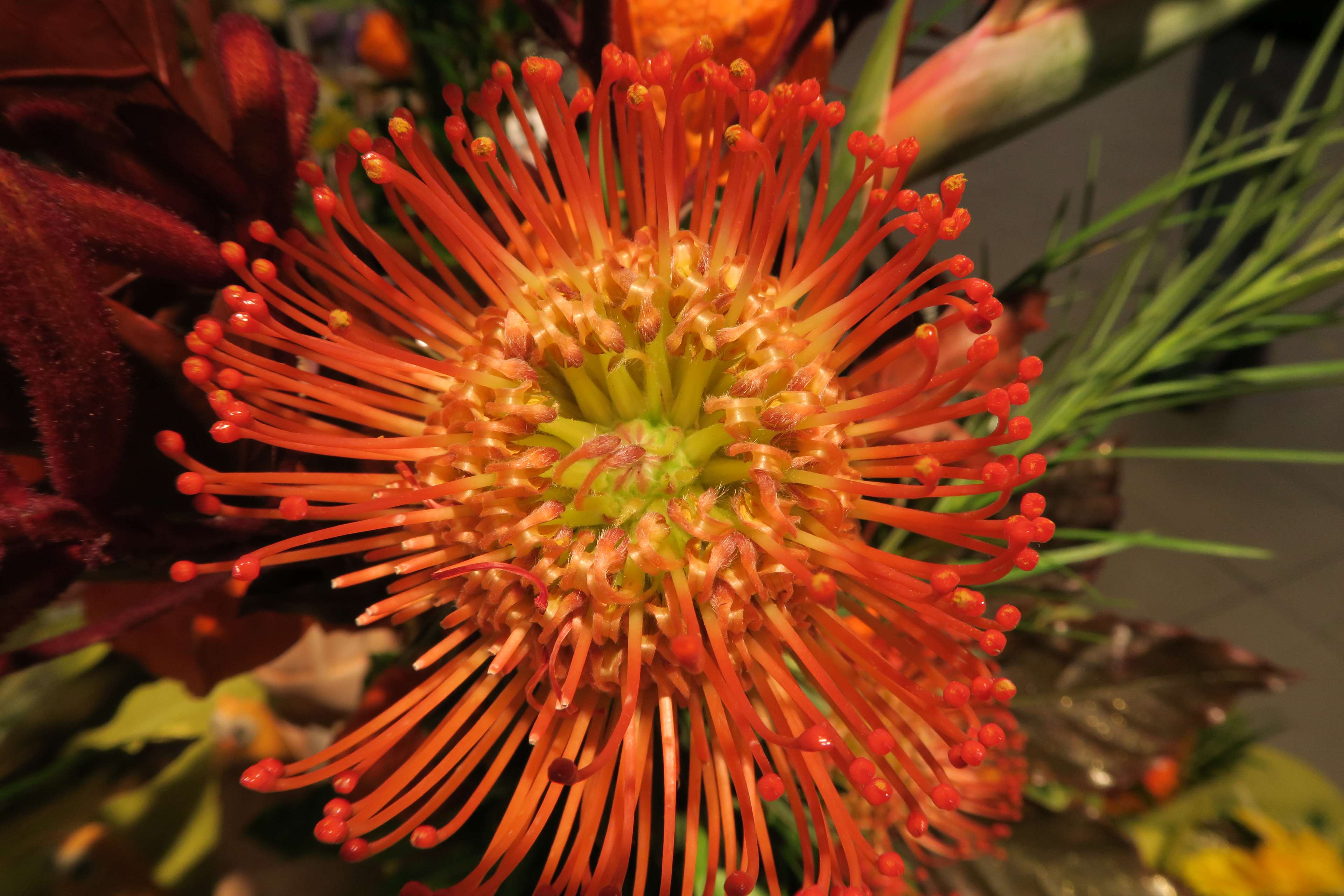 Flora, Flower, Nature, Orange, Still Life, Theme Colors - Banksia , HD Wallpaper & Backgrounds