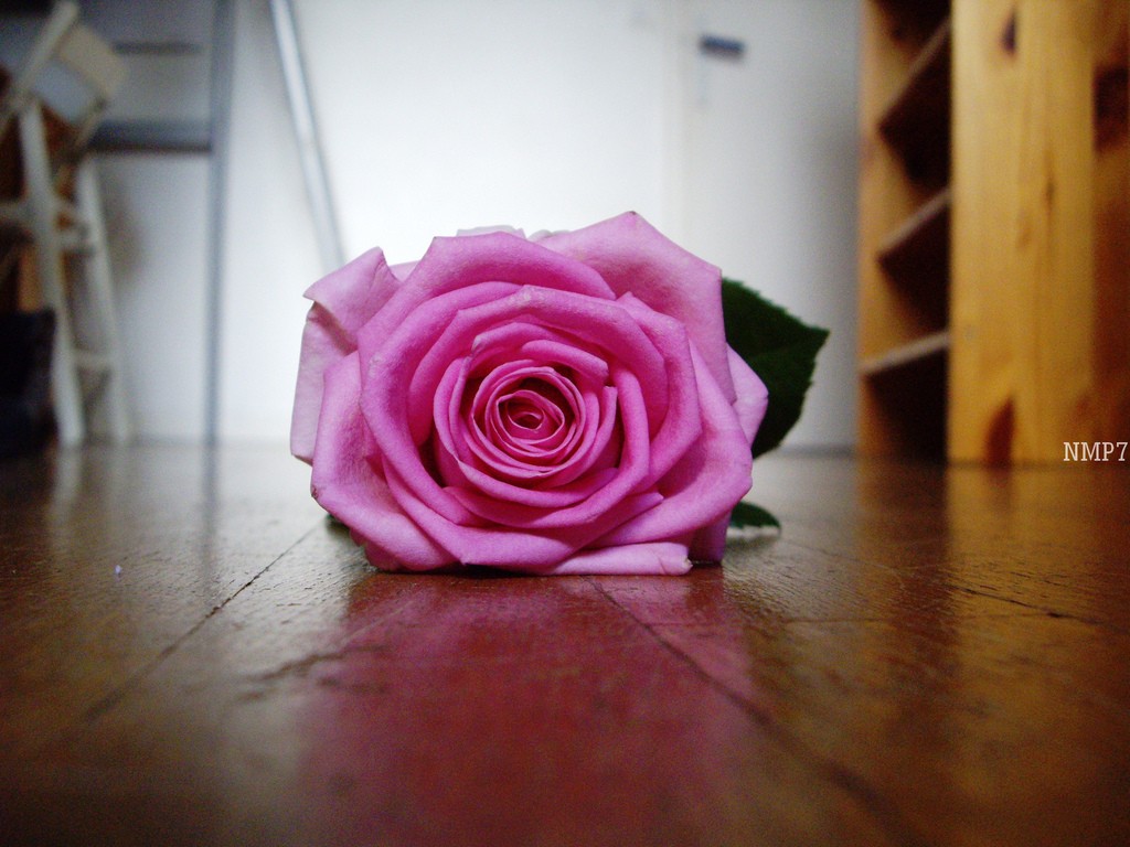 Pink Rose Beautiful Floor Romantic Flower Cool Wallpapers - Garden Roses , HD Wallpaper & Backgrounds