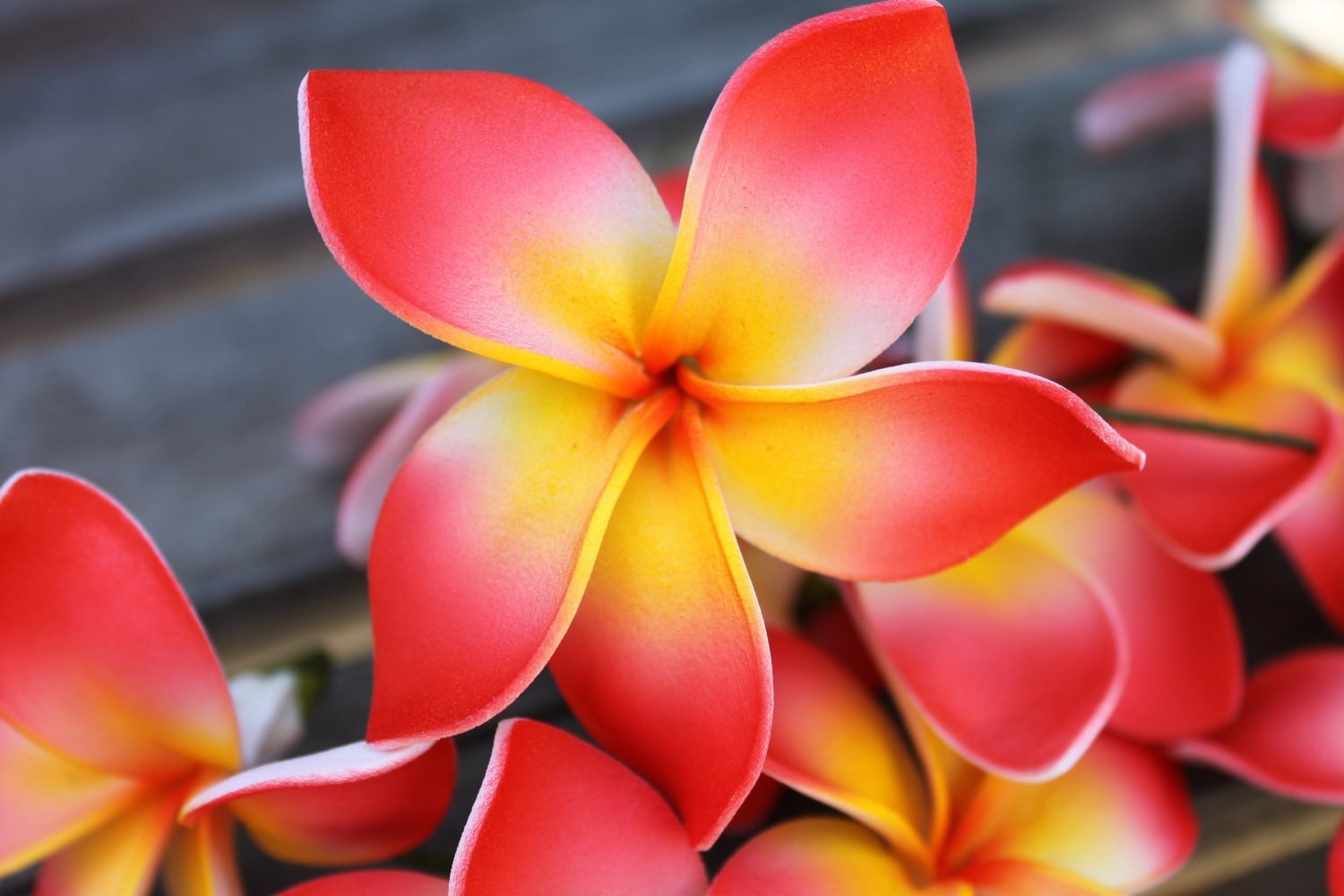 Awesome Flowers Background Of Red Nature Plumeria Flower - Plumeria Flowers , HD Wallpaper & Backgrounds