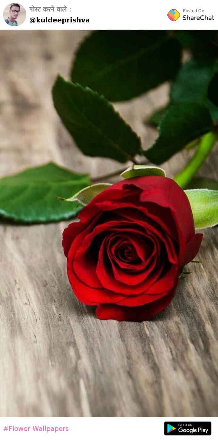 Red Roses Hd Wallpaper Black Background , HD Wallpaper & Backgrounds