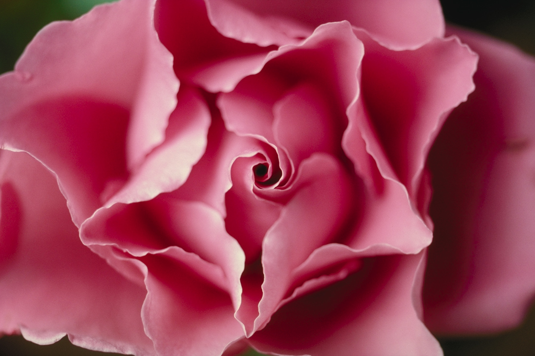 I'll Be Updating The Blog With Latest Romantic Flowers - Garden Roses , HD Wallpaper & Backgrounds