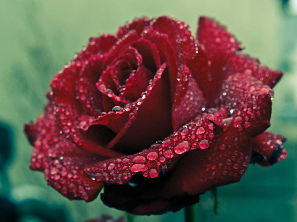 Red Rained Rose - Hd Images Rose Flowers , HD Wallpaper & Backgrounds