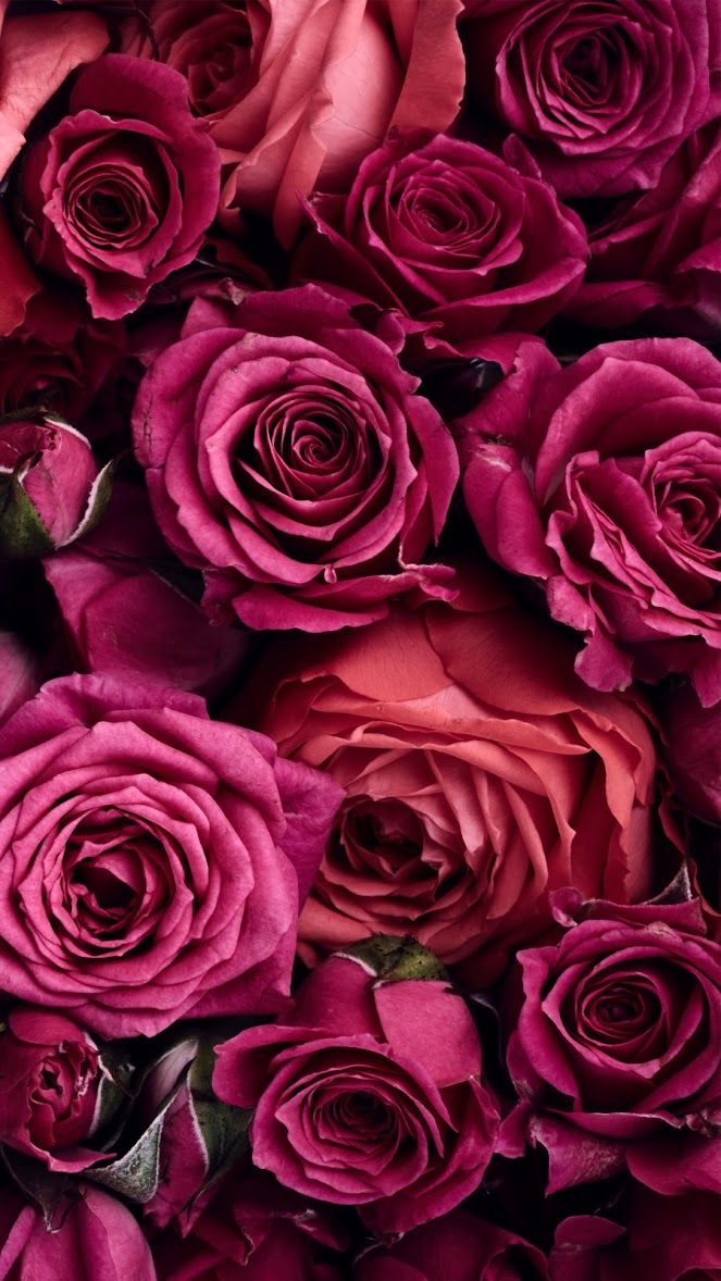 Romantic Roses ~ Flower Wallpaper, Flower Backgrounds, - Redish Pinkish Roses , HD Wallpaper & Backgrounds