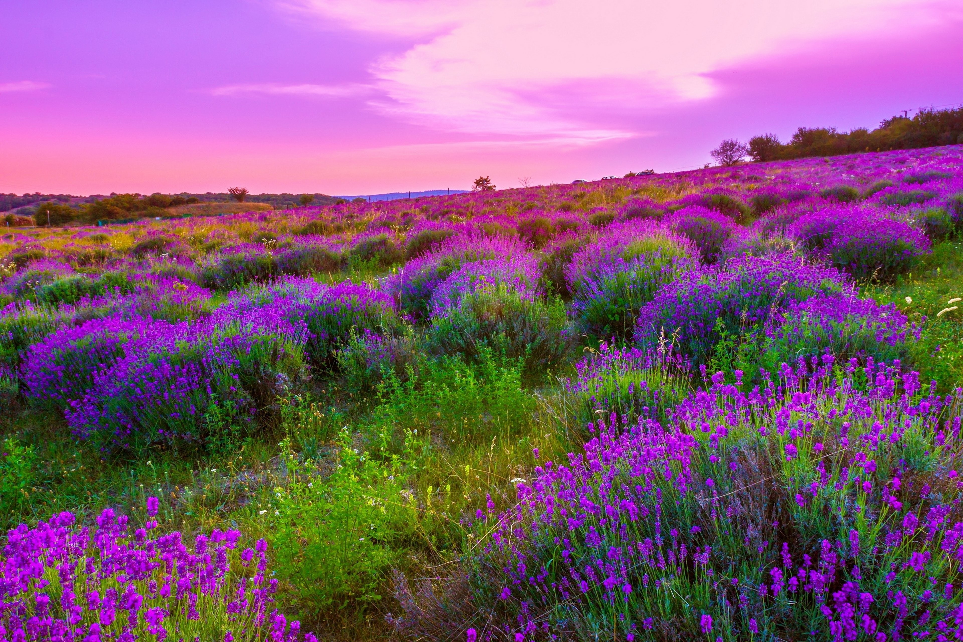 Landscape, Nature, Emotions,sky, Countryside, View, - Tihany Lavender Fields , HD Wallpaper & Backgrounds